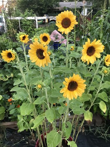 liquid fertilizer flowering plants Fruit and Flower Liquid Fertilizer 4 oz